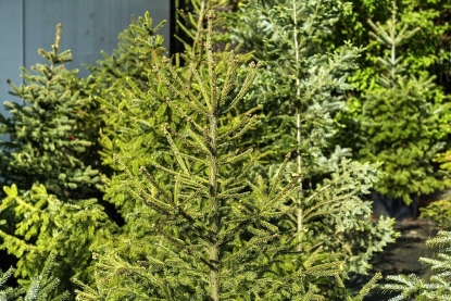 051
